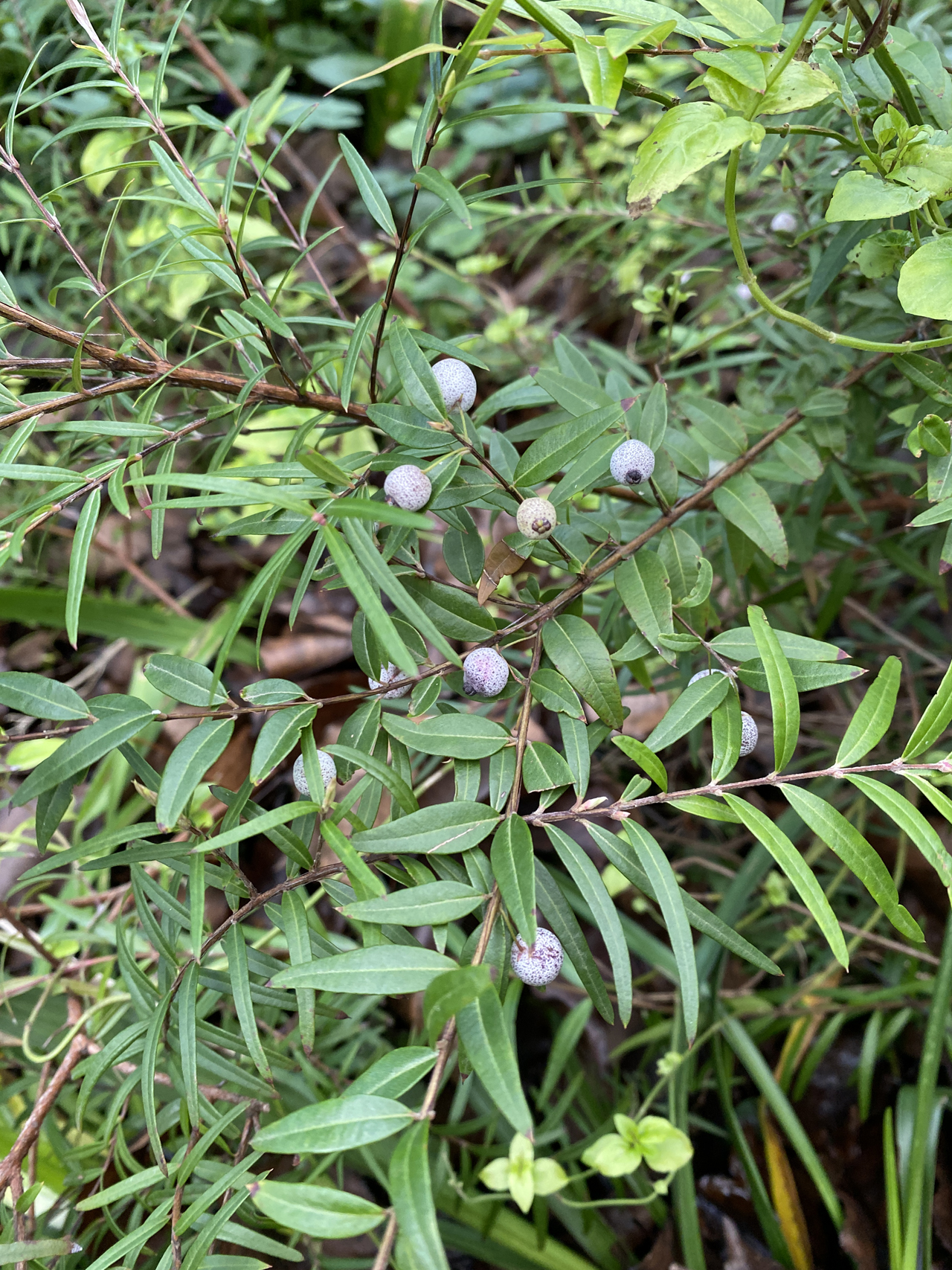 Midyim berries in Karen Sutherland's garden